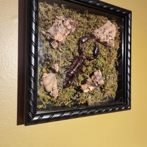 cadre scorpion empereur