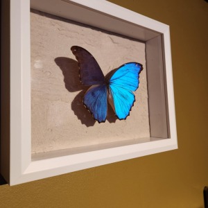 cadre morpho didius
