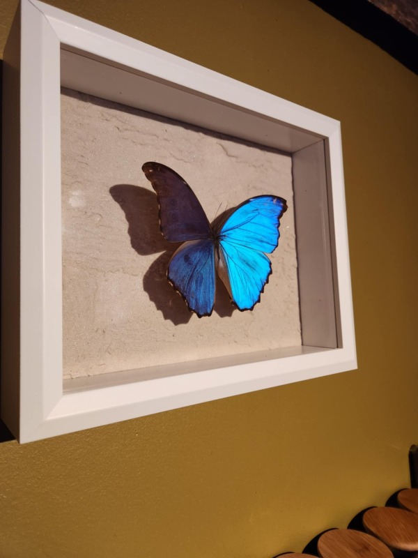 cadre morpho didius