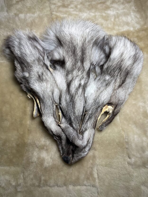 Tête de fourrure de renard bleu